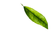 marserra-home-slider-peixe-element2