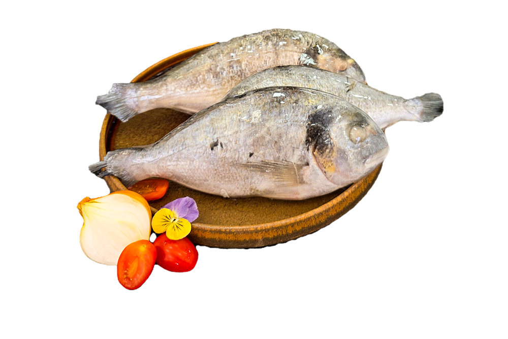 marserra-home-slider-peixe-principal-1
