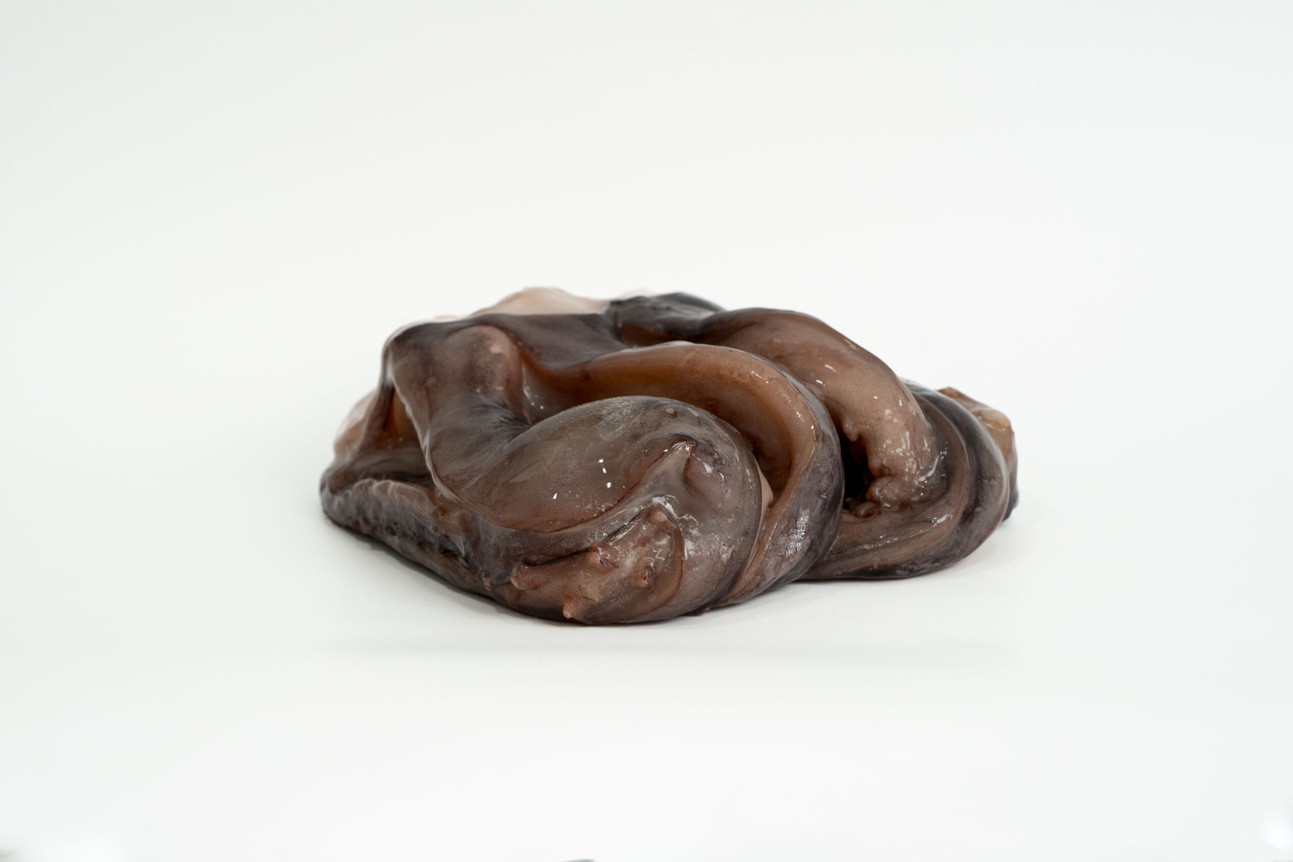 Tentáculos de Pota - Image 2