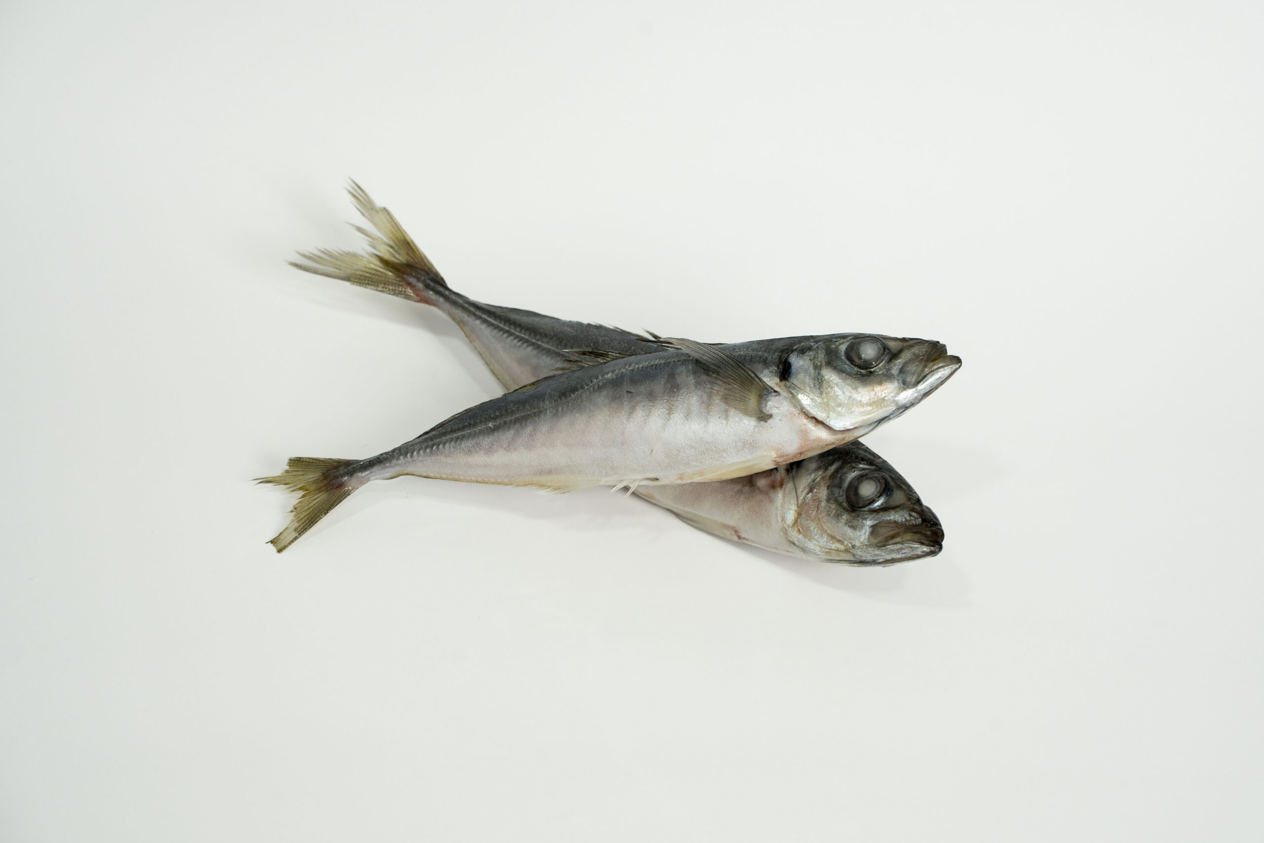 Carapau - Image 2